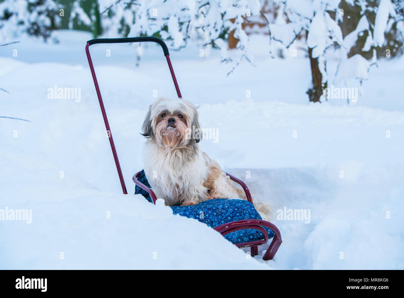 Shih tzu dog sitter in slitta in inverno passeggiate all'aperto Foto Stock