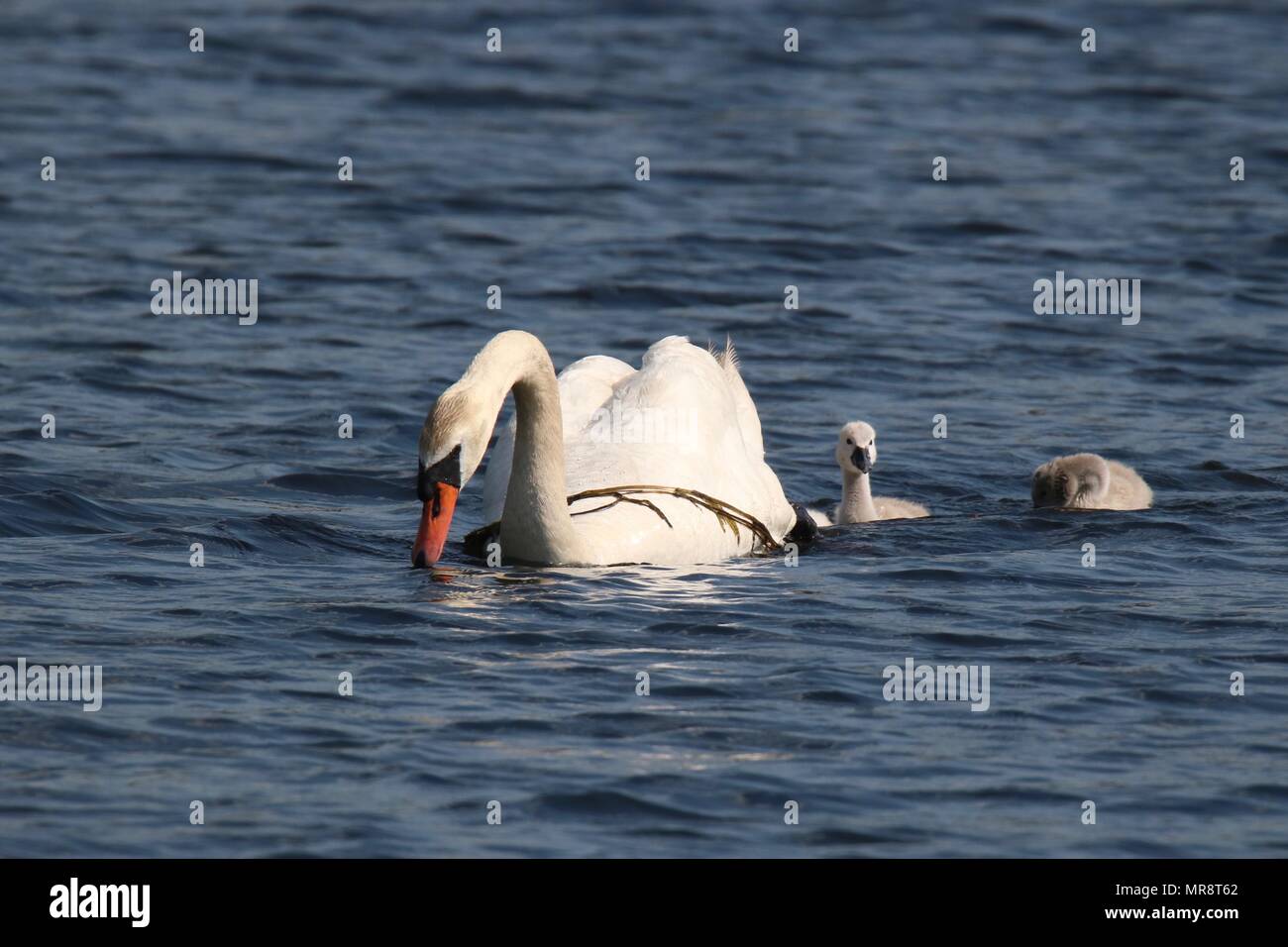 Un cigno Cygnus olor famiglia nuoto insieme su un lago blu Foto Stock