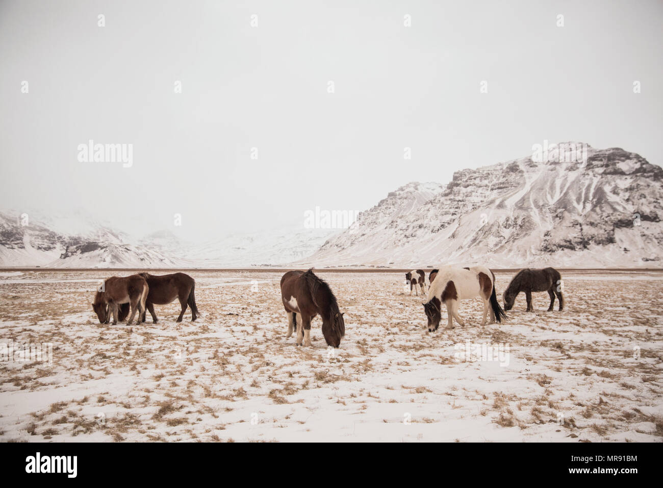 Bellissimi cavalli islandesi pascolare nel paesaggio innevato Foto Stock