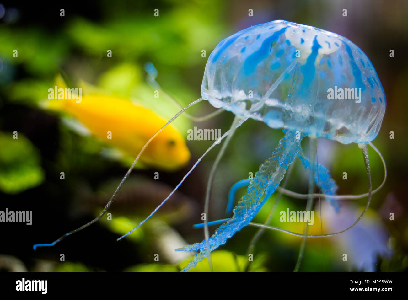 Blu trasparente e jelly fish con pesce giallo sullo sfondo Foto Stock