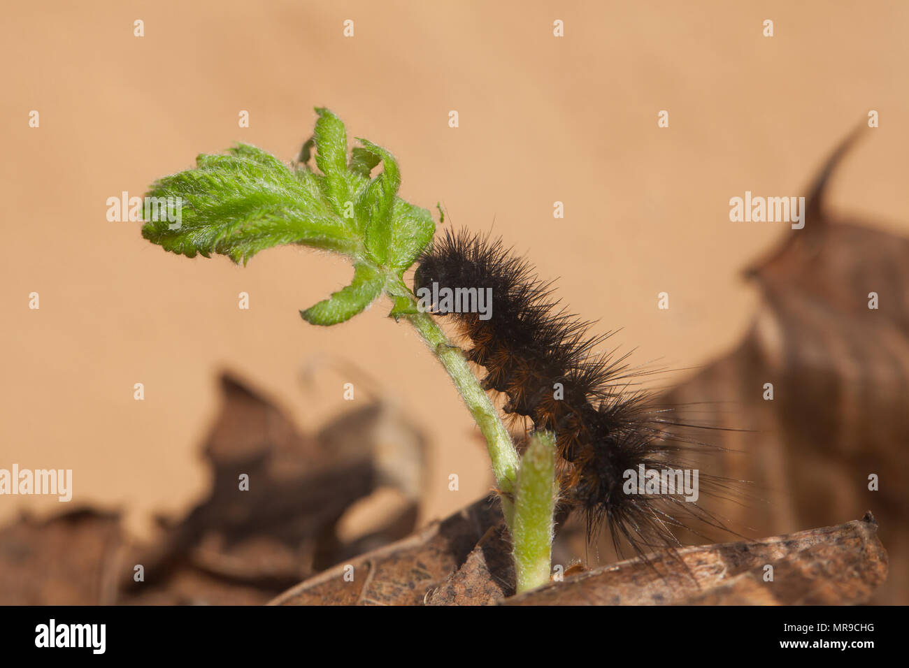 Tiger moth caterpillar Foto Stock