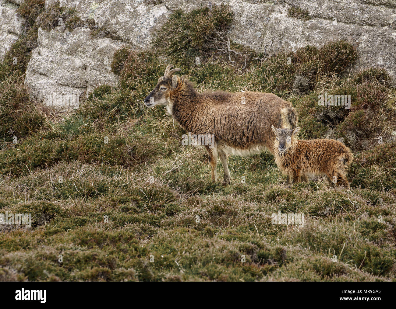 Selvatici selvatici capre sulla brughiera oltre sperone roccioso Foto Stock