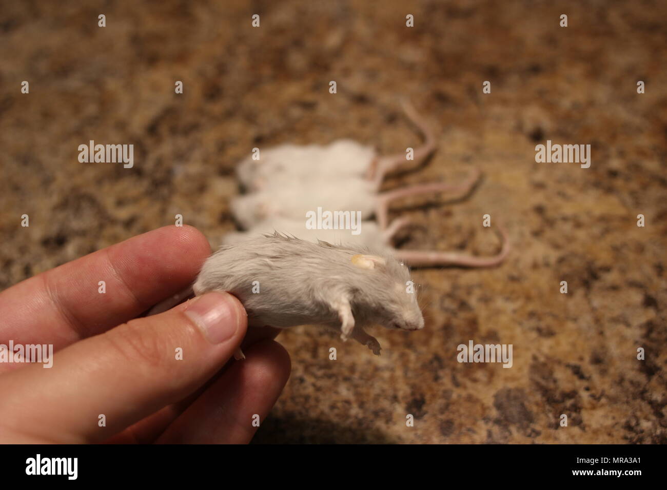 Giovani topi congelati per la alimentazione di un serpente o lucertola Foto  stock - Alamy
