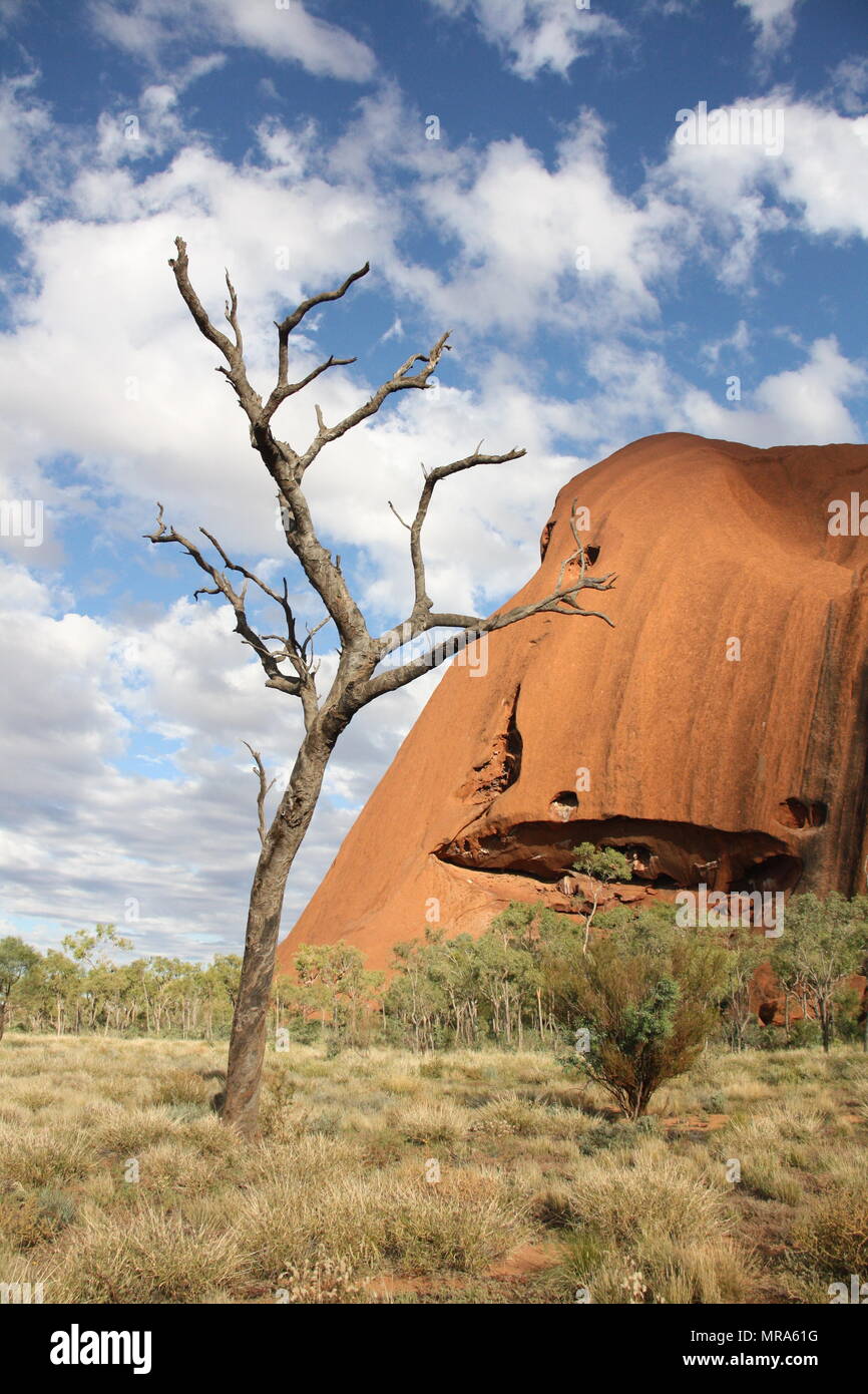 Albero morto all'estremità meridionale di Uluru, Territorio del Nord, l'Australia Foto Stock