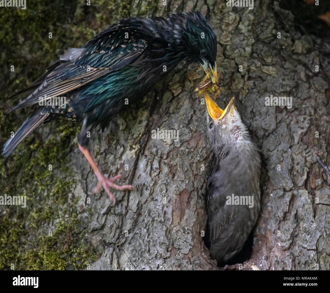 Elkton, OREGON, Stati Uniti d'America. 26 Maggio, 2018. Un adulto starling alimenta i suoi pulcini come essi peek fuori del loro luogo di nidificazione nella cavità di un albero crabapple nel cortile anteriore di una casa nei pressi di Elkton in western Oregon. Credito: Robin Loznak/ZUMA filo/Alamy Live News Foto Stock