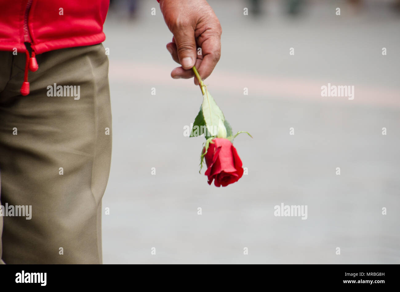 Uomo che cammina azienda singola rosa rossa. Buffone romantica sulla strada urbana. Foto Stock