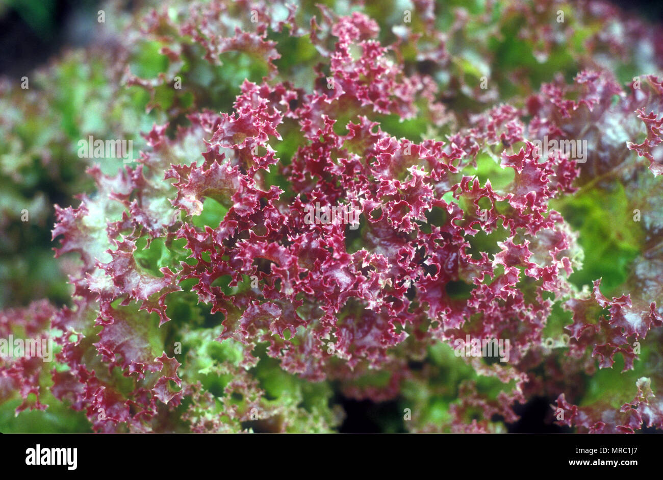 Lattuga 'RED CORAL' (Lactuca sativa) Foto Stock