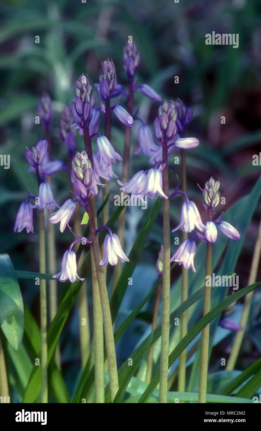 CAMPANELLI O CAMPANELLI SPAGNOLI, HYACINTHOIDES HISPANICA (SYN ENDYMION HISPANICUS O SCILLA CAMPANULATA) BLUE MOUNTAINS, NUOVO GALLES DEL SUD, AUSTRALIA. Foto Stock