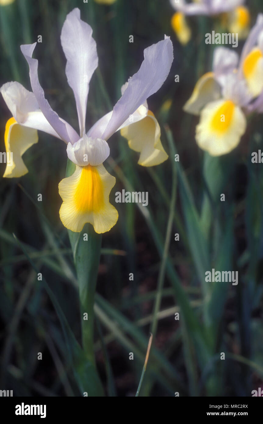 IRIDE OLANDESE GIALLA E BIANCA (IRIS HOLLANDICA) 'GIALLA E BIANCA' Foto Stock