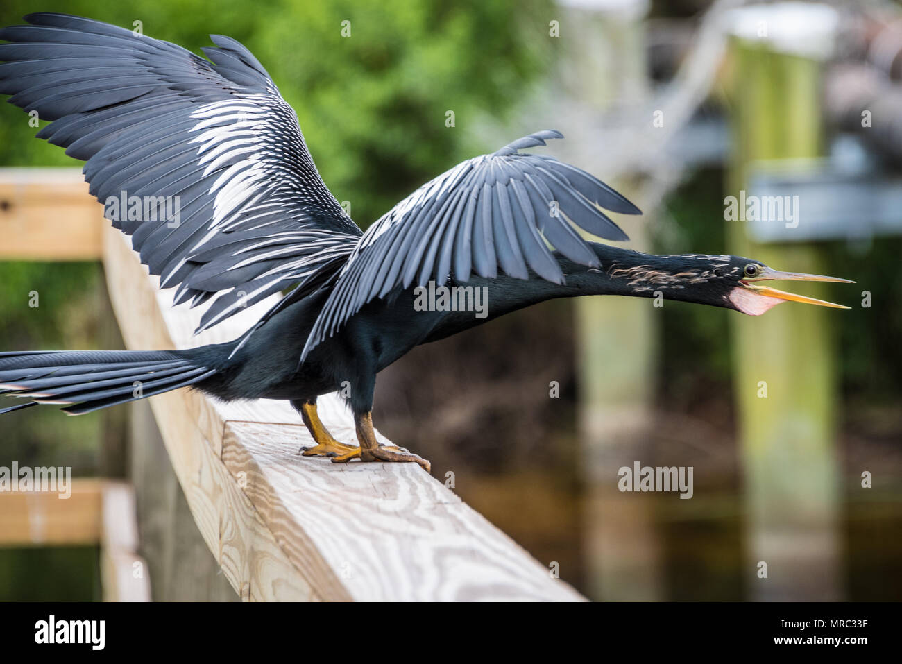 Anhinga (noto anche come acqua turchia o snake uccello) arroccato su una ringhiera passerella presso il fiume guana in Ponte Vedra Beach lungo la Florida A1A. (USA) Foto Stock