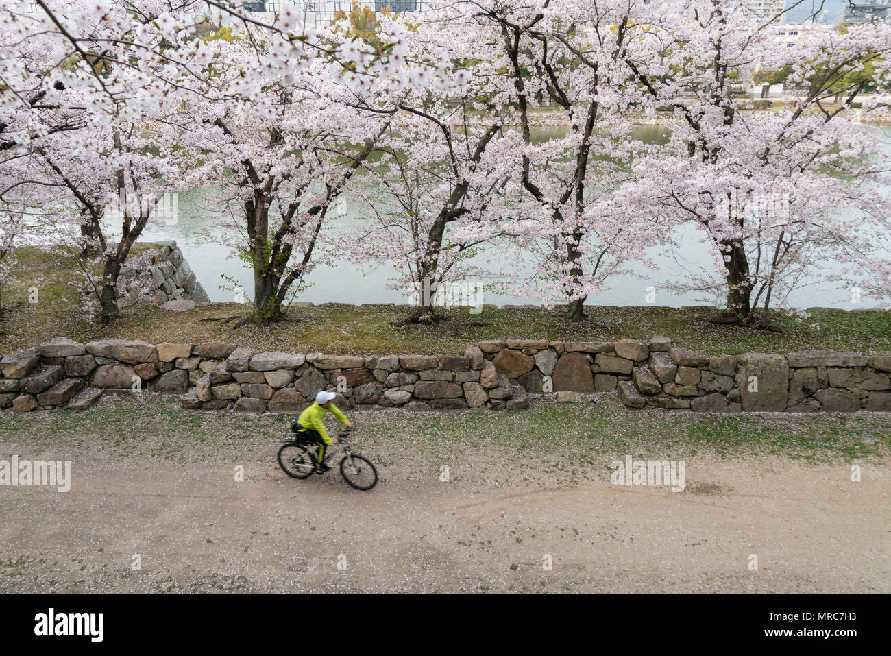 Un ciclista guarda al fiore di ciliegio alberi da fossato del castello di Hiroshima. Foto Stock