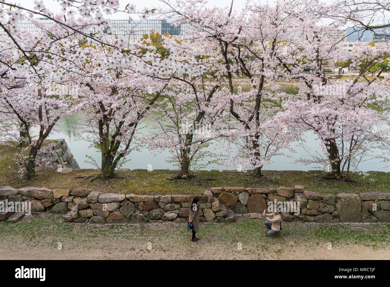 Un uomo prende la foto della ragazza il suo amico nella parte anteriore del bellissimo fiore di ciliegio alberi da fossato del castello di Hiroshima Foto Stock