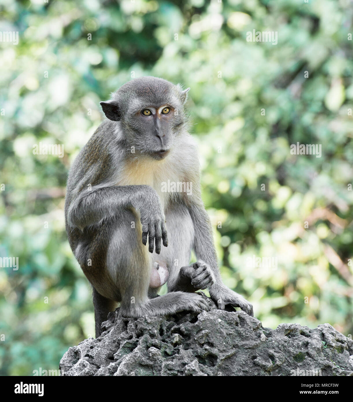 Rivolto in avanti scimmia rilassante. Scimmia di scoiattolo a Monkey Jungle, Miami, Florida. In corrispondenza di questa natura preservare, gli esseri umani sono protetti e "ingabbiato". Foto Stock