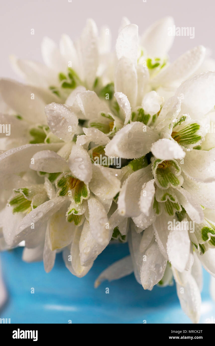 Mazzo di bucaneve close-up in un vaso blu Foto Stock