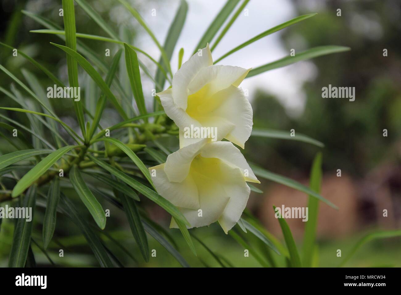 Primo piano White Cascabela thevetia fiore Foto Stock