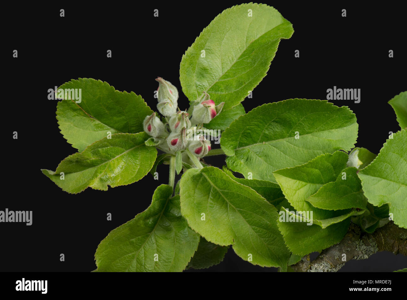 Boccioli di fiori tra le nuove foglie su un albero di mele mostrando solo il colore rosso come cominciano ad aprire in primavera, aprile Foto Stock