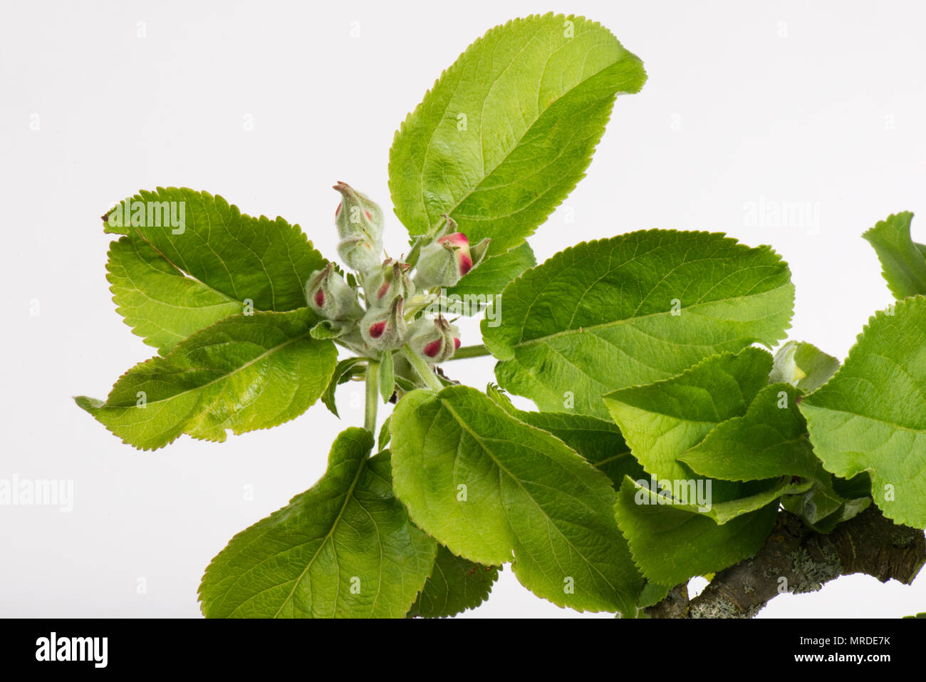 Boccioli di fiori tra le nuove foglie su un albero di mele mostrando solo il colore rosso come cominciano ad aprire in primavera, aprile Foto Stock