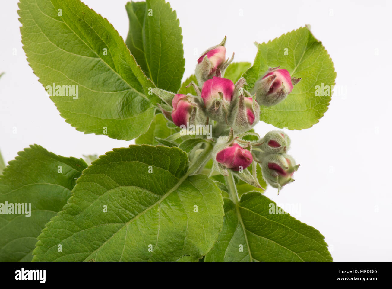 Fiori di Apple in rosa bud poco prima di essi completamente aperta in primavera, aprile Foto Stock