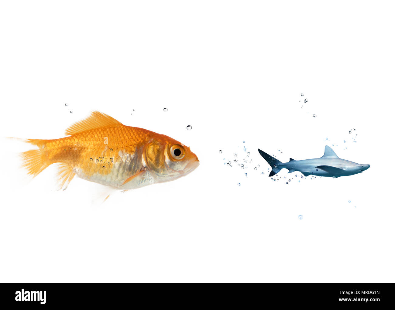 Grande goldfish attacca una paura shark nell'oceano. concetto di coraggio Foto Stock