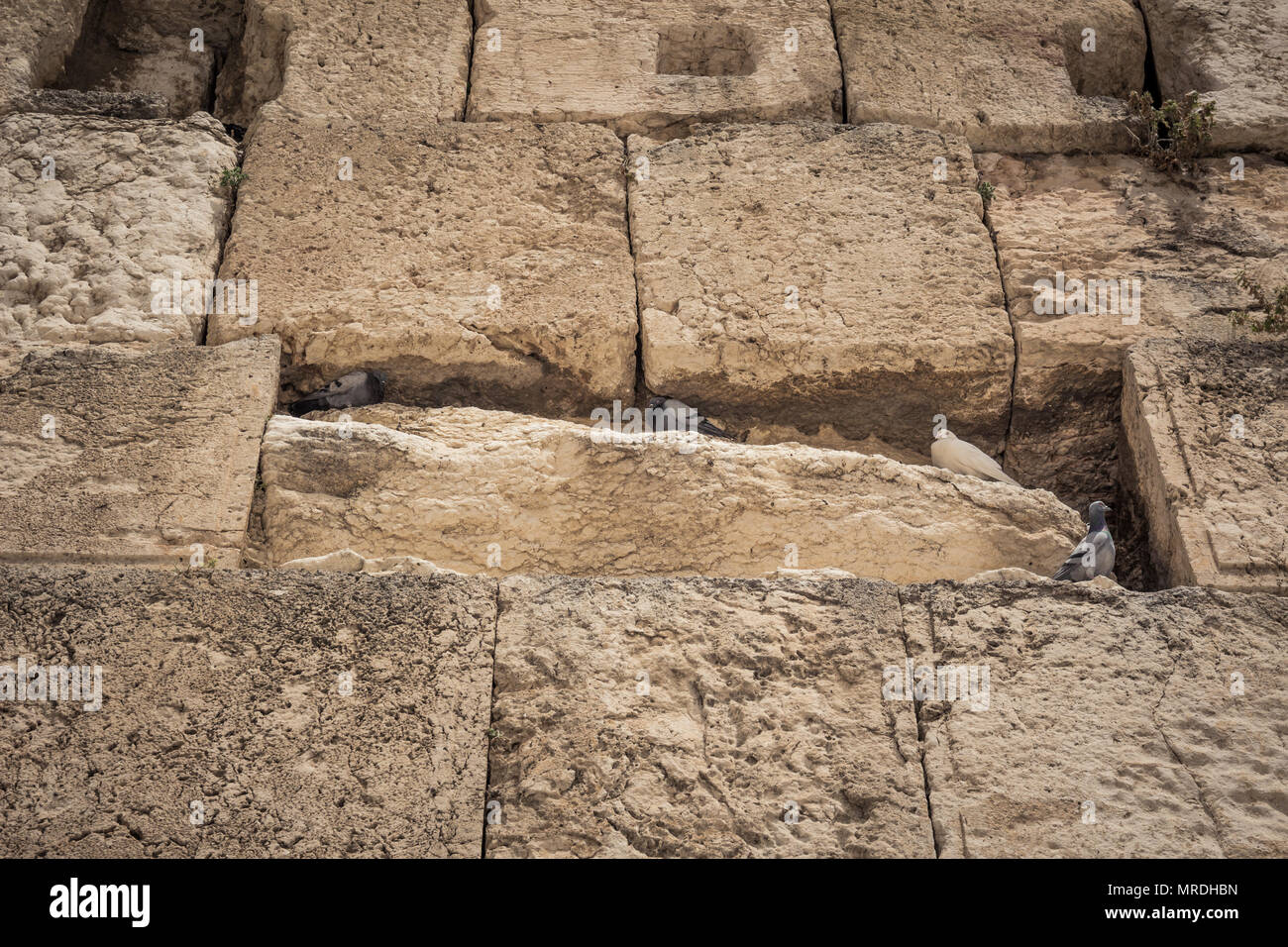 Piccioni posatoi in una cripta in pietre presso il Muro Occidentale di Gerusalemme in Israele. Foto Stock