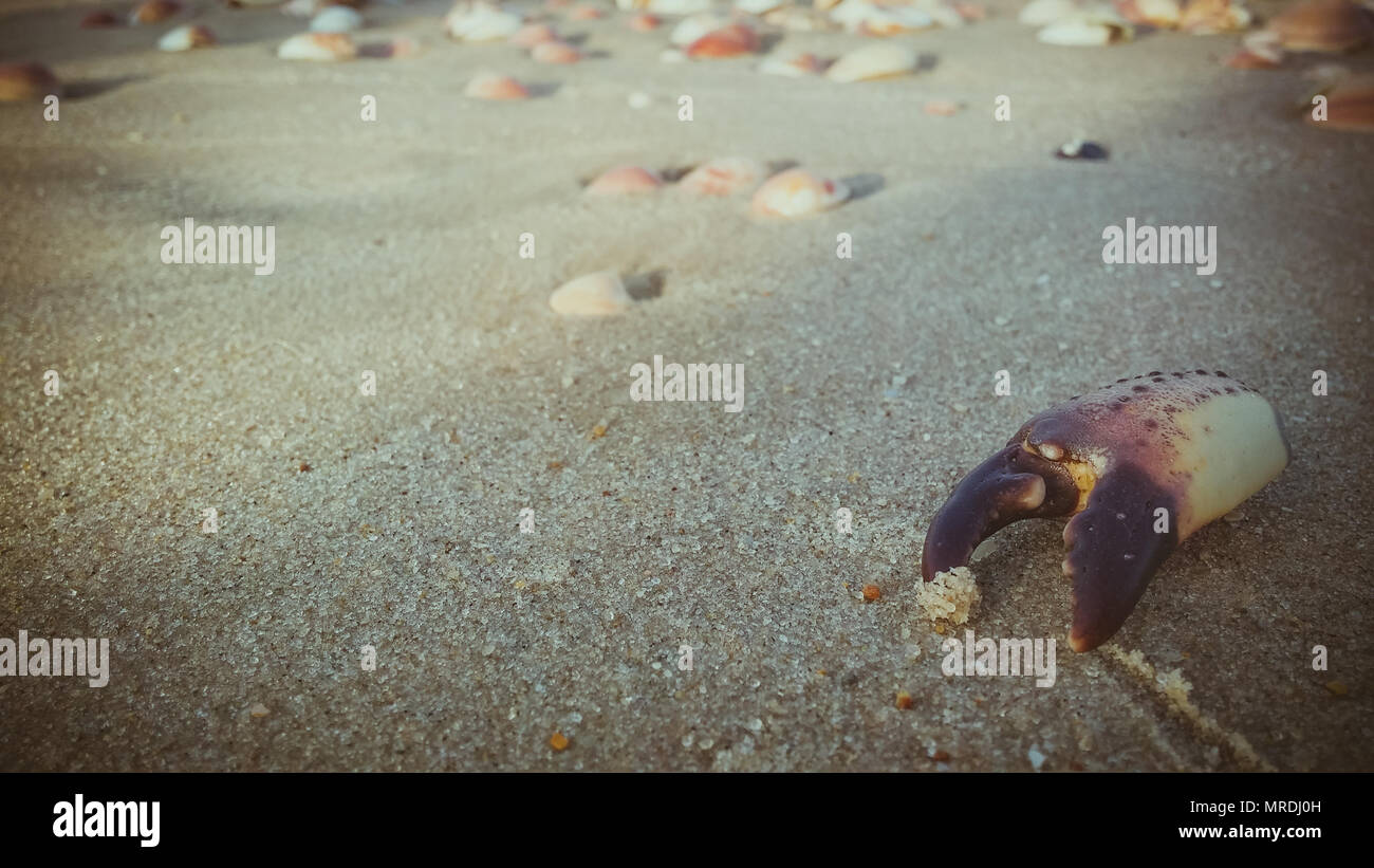 Morto artiglio di granchio sulla sabbia in spiaggia. Foto Stock