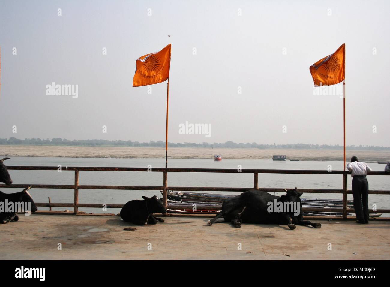 Vacche e bandiere arancioni sul Ghats, Varanasi, India Foto Stock