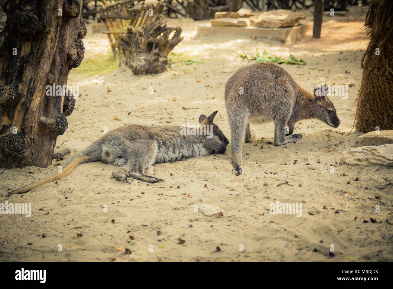 Rosso-un wallaby dal collo nel giardino zoologico. Foto Stock