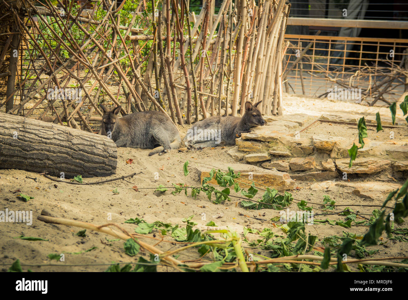 Rosso-un wallaby dal collo nel giardino zoologico. Foto Stock