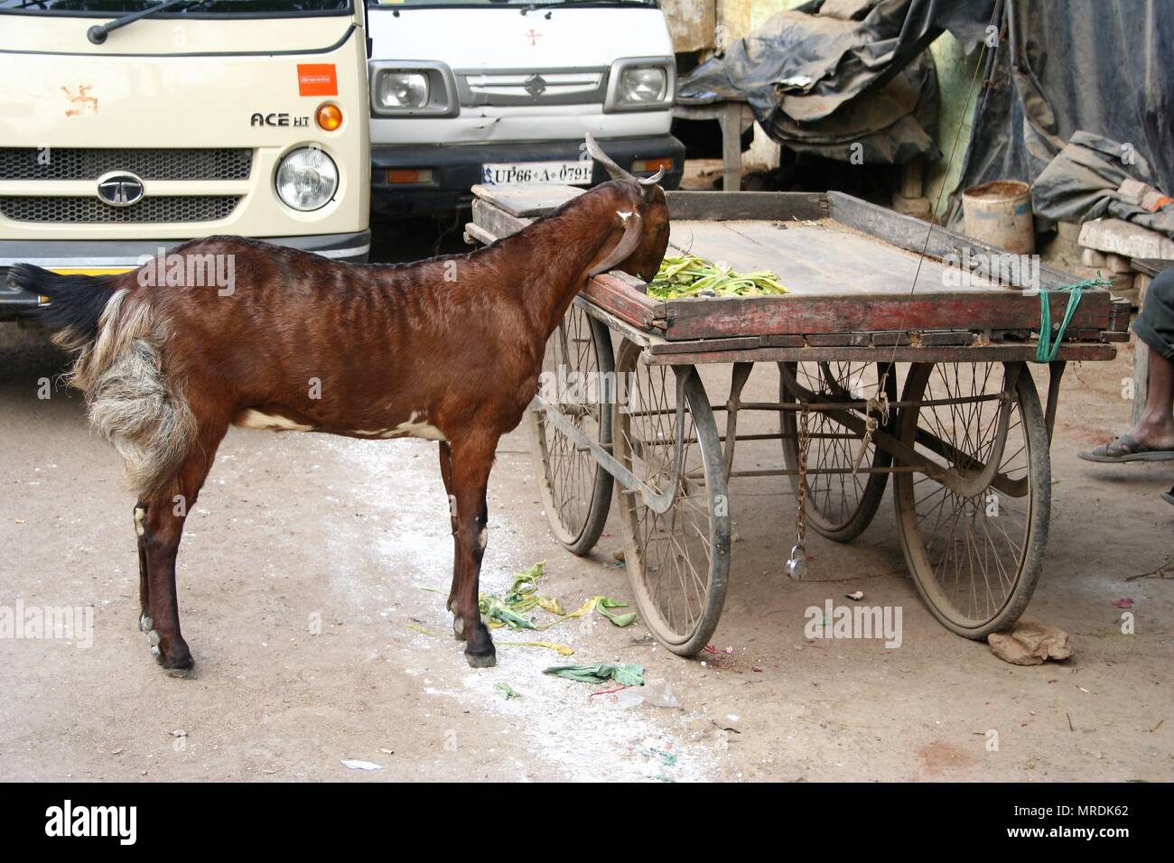 Capra marrone di mangiare le verdure dal carrello, Varanasi, India Foto Stock