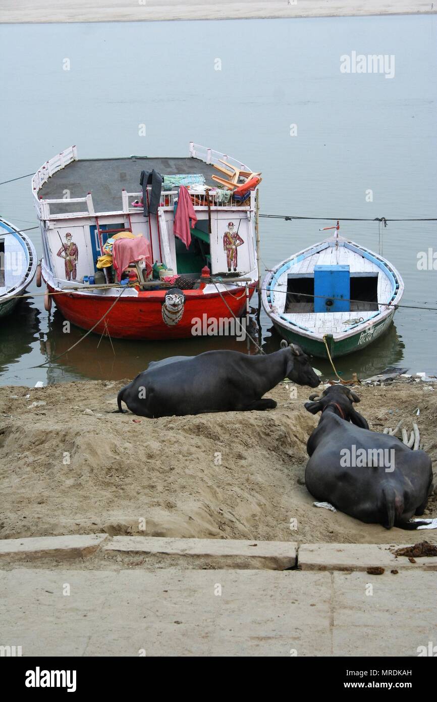 Le mucche nero appoggiato accanto alle barche sul Gange Varanasi, India Foto Stock