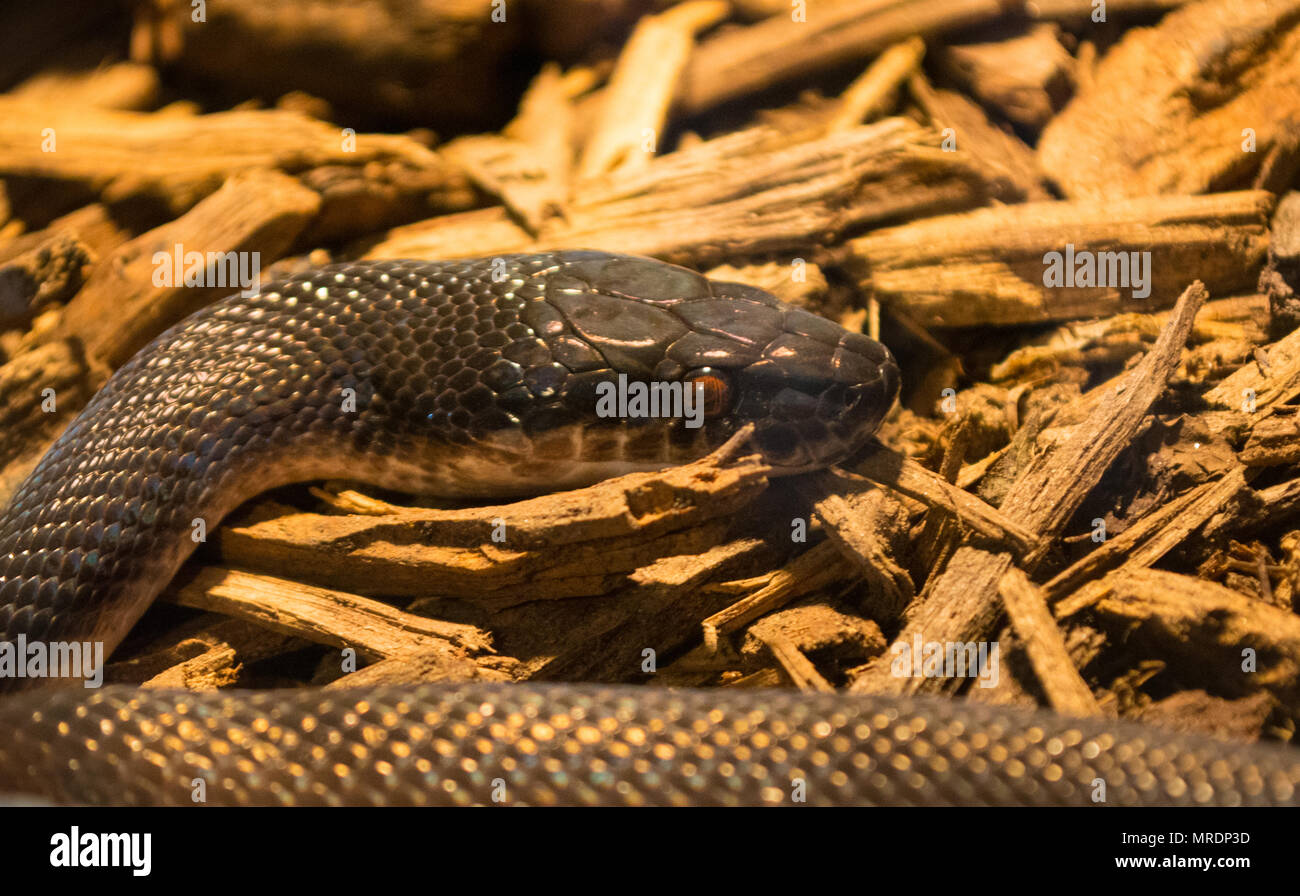Boaedon fuliginosus / casa africana snake Foto Stock