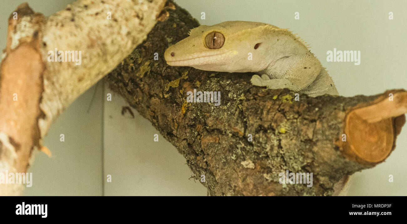Correlophus ciliatus / Crested gecko Foto Stock