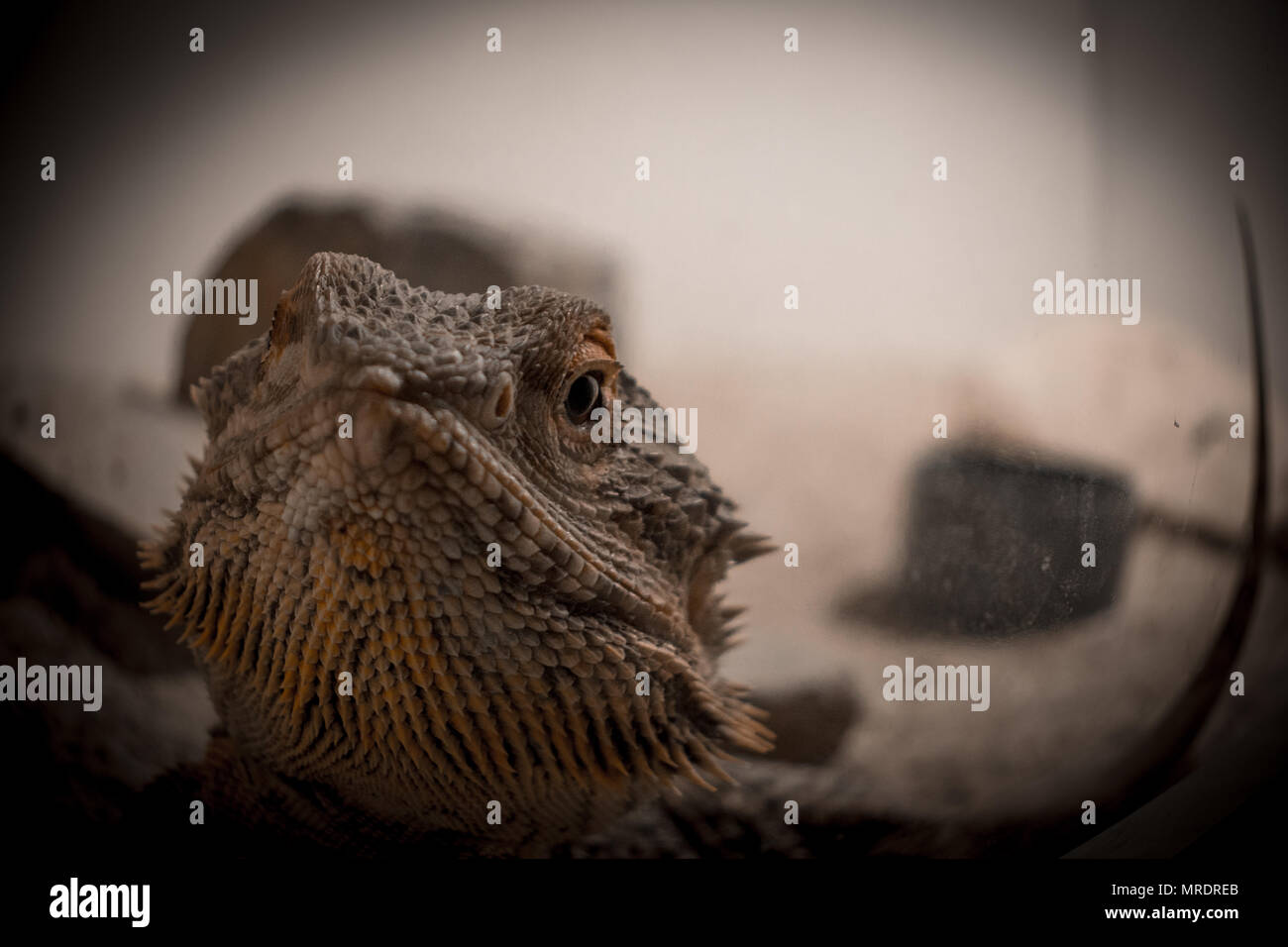 Pogona vitticeps / barbuto dragon Foto Stock