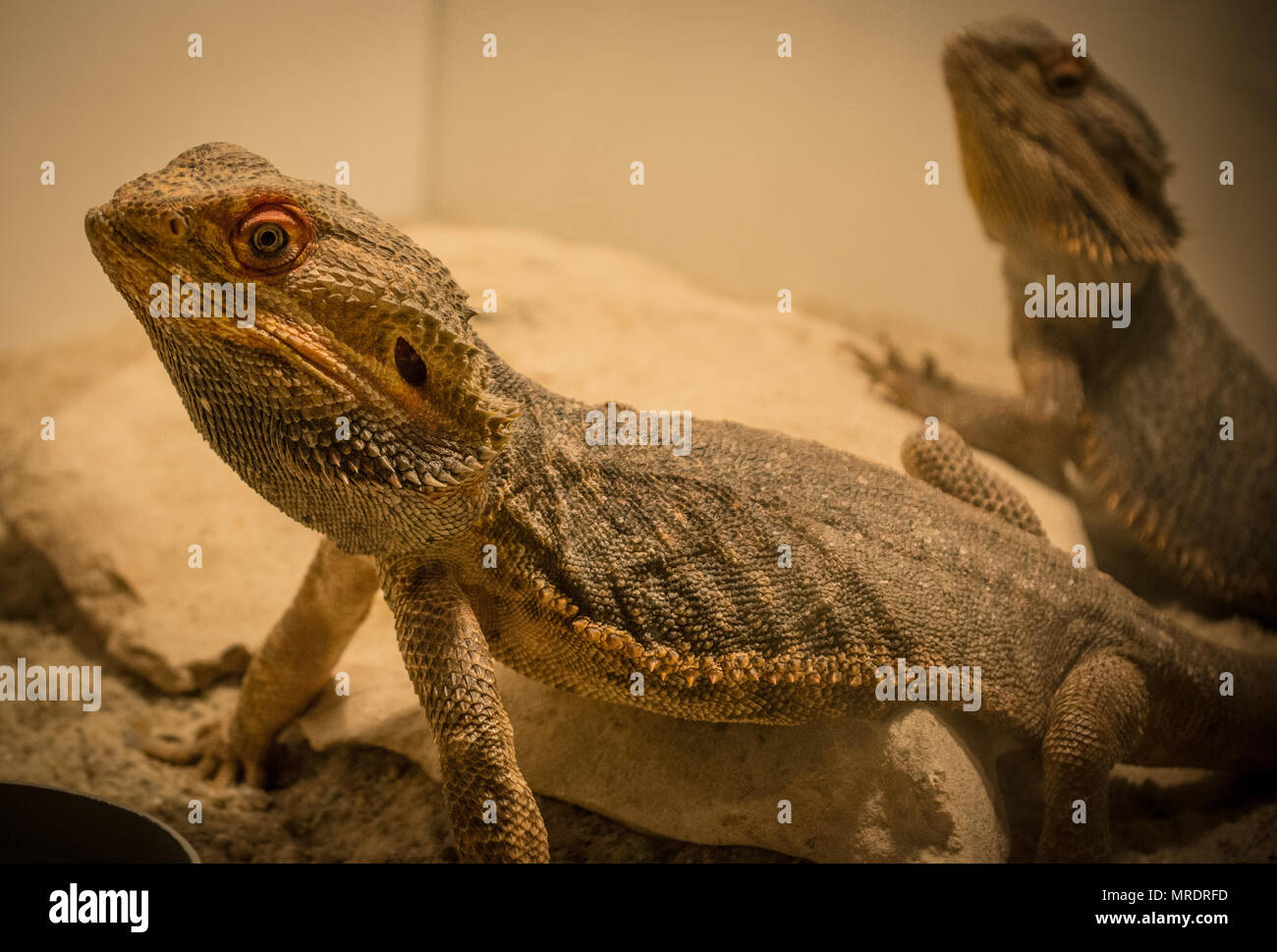 Pogona vitticeps / barbuto dragon Foto Stock