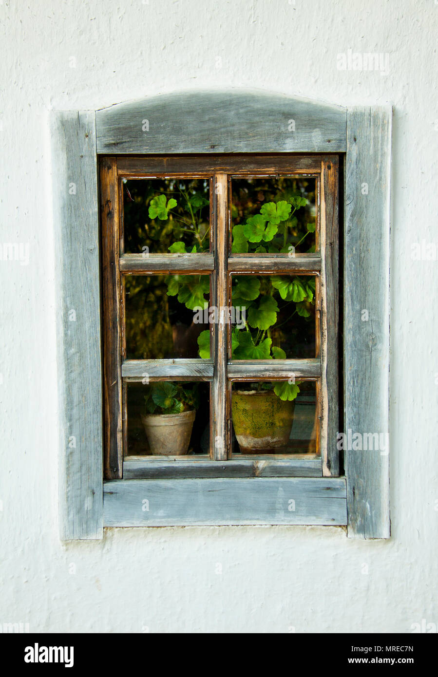 Una vecchia finestra in legno con piante Foto Stock