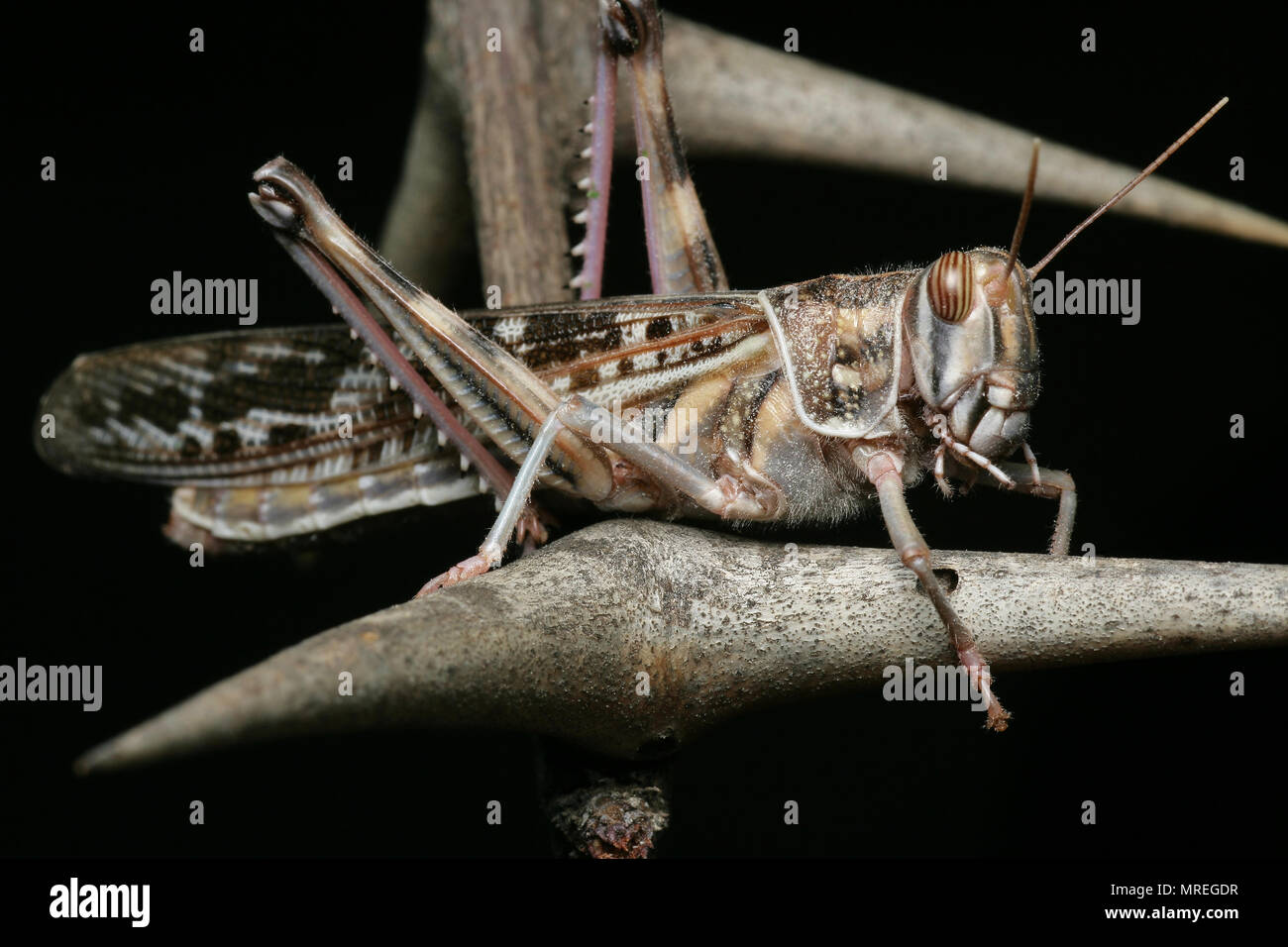 Un captive desert locust, Schistcerca gregaria, che è stato acquistato da un petshop nel Regno Unito in cui essi sono venduti come alimenti per animali rettili per esempio. In t Foto Stock