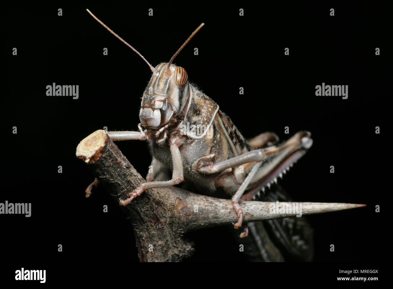 Un captive desert locust, Schistcerca gregaria, che è stato acquistato da un petshop nel Regno Unito in cui essi sono venduti come alimenti per animali rettili per esempio. In t Foto Stock