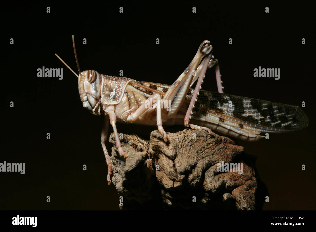 Un captive desert locust, Schistcerca gregaria, che è stato acquistato da un petshop nel Regno Unito in cui essi sono venduti come alimenti per animali rettili per esempio. In t Foto Stock