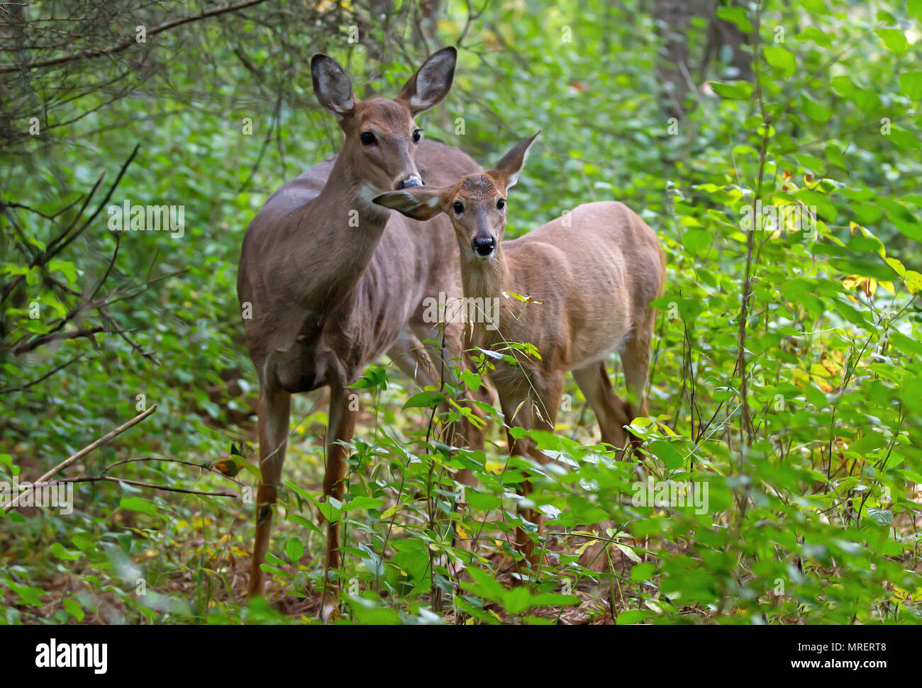 White-tailed deer catturati nella luce del mattino in Canada Foto Stock