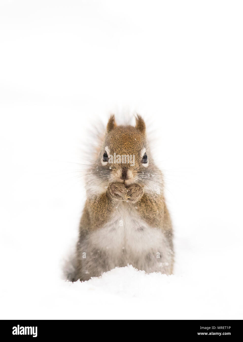 Scoiattolo rosso in piedi nella neve invernale in Algonquin Park in Canada Foto Stock