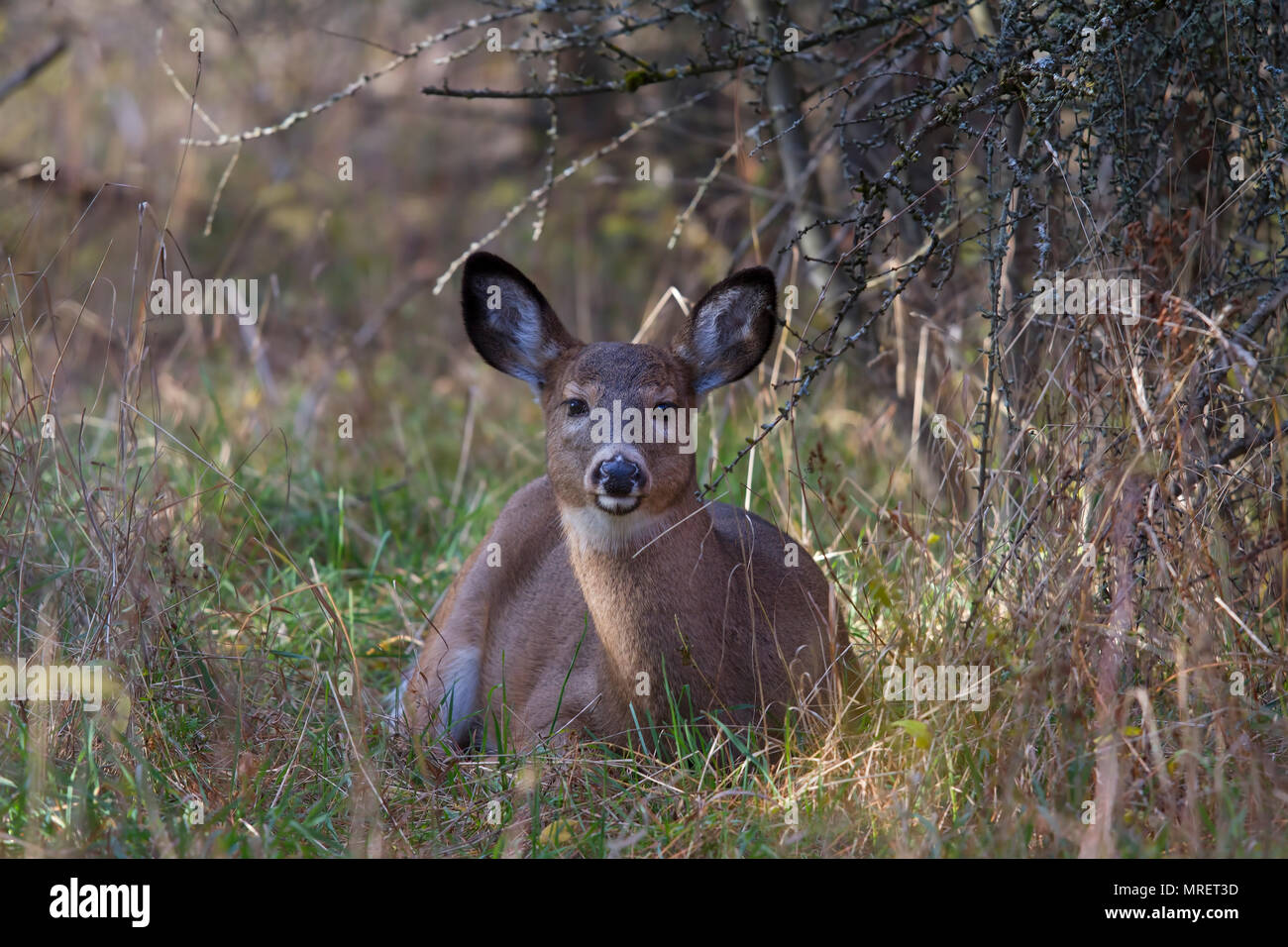 White-tailed deer catturati nella luce del mattino in Canada Foto Stock