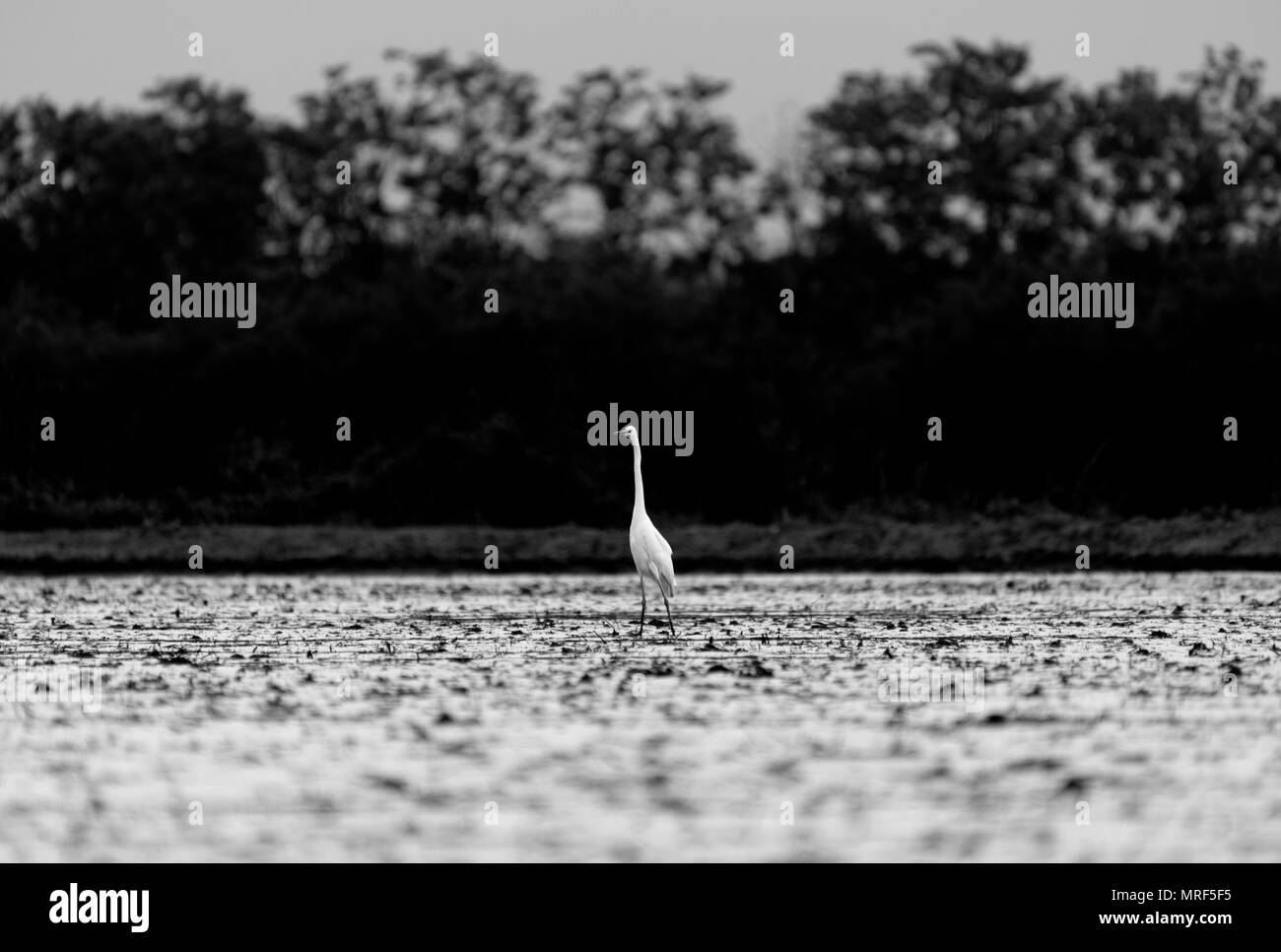 Risaie nella pianura padana Foto Stock