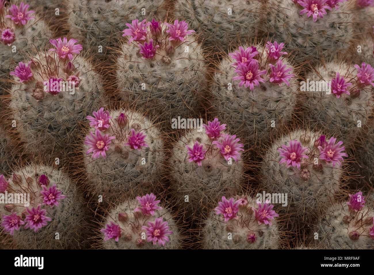 Londra REGNO UNITO. La fioritura delle piante di cactus, visto presso il Royal Horticultural Society Chelsea Flower Show 2018. Cacti coccolone poco hanno fiori di colore rosa. Foto Stock