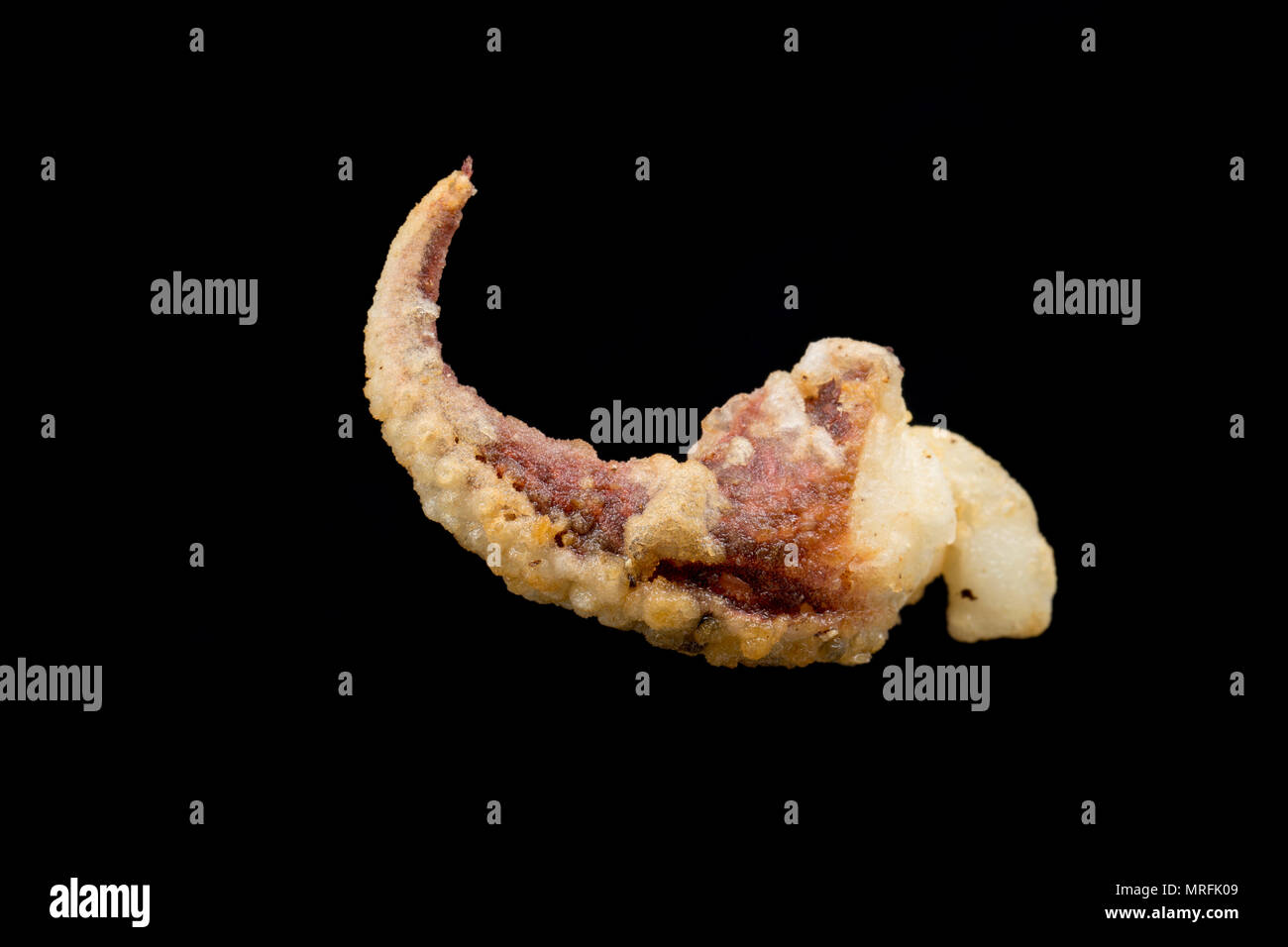 Il infarinate e fritte tentacolo di un Le Seppie Sepia officinalis, che è stato catturato nel Canale della Manica, Dorset England Regno Unito. Seppie coa Foto Stock