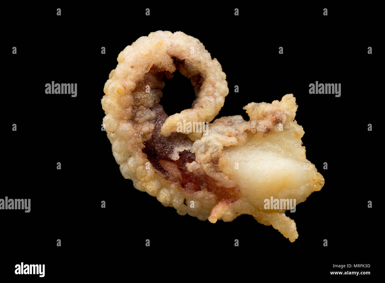 Il infarinate e fritte tentacolo di un Le Seppie Sepia officinalis, che è stato catturato nel Canale della Manica, Dorset England Regno Unito. Seppie coa Foto Stock