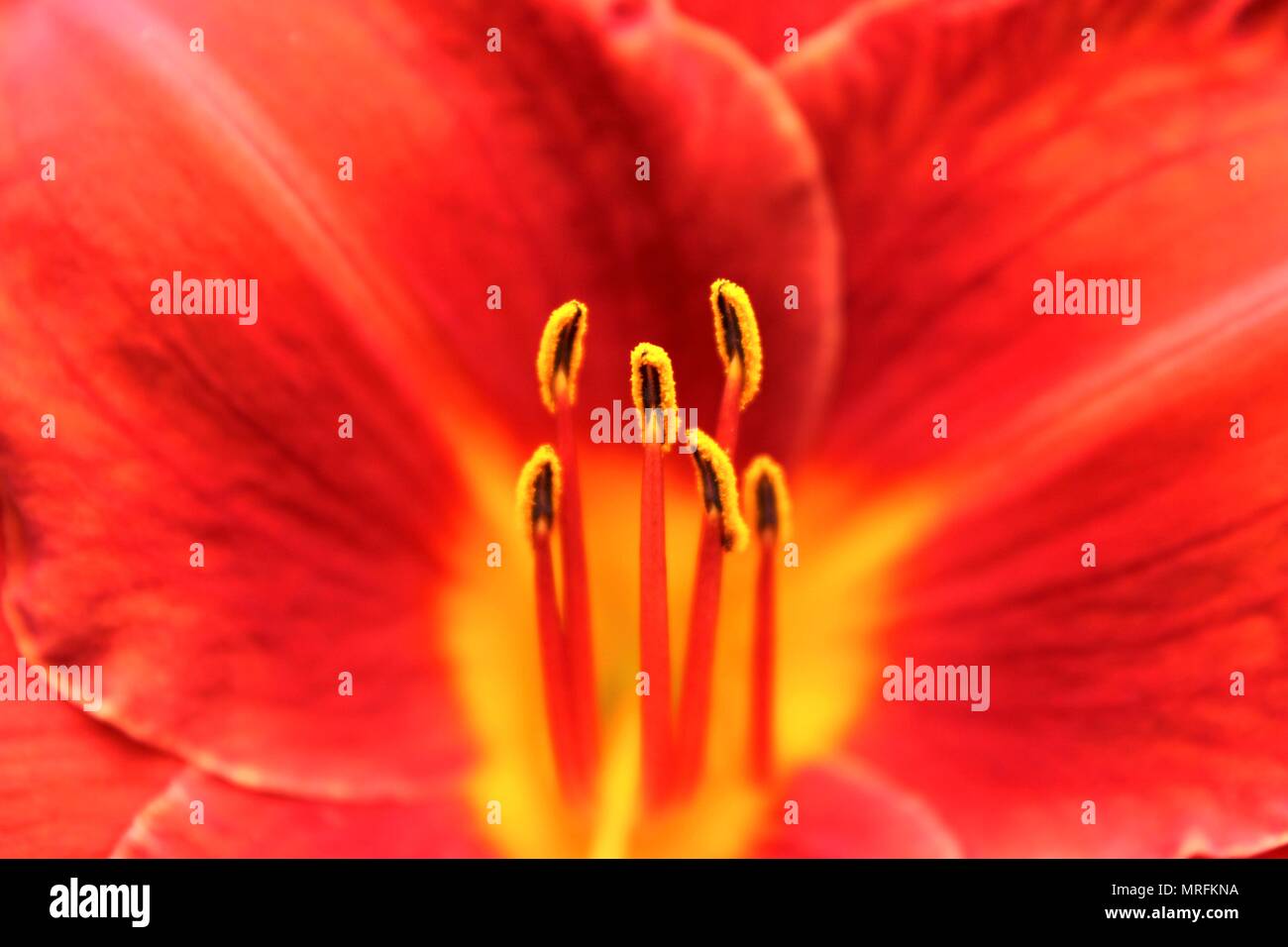 MacroPhoto di un fiore rosso Foto Stock
