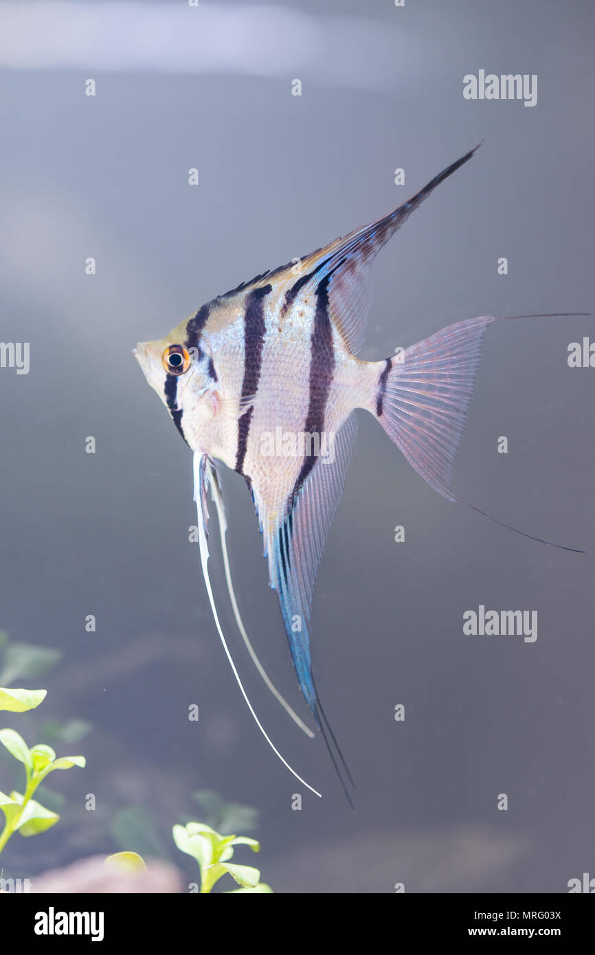 Angelfish - Pterophyllum scalare - pesci d'acquario Foto Stock