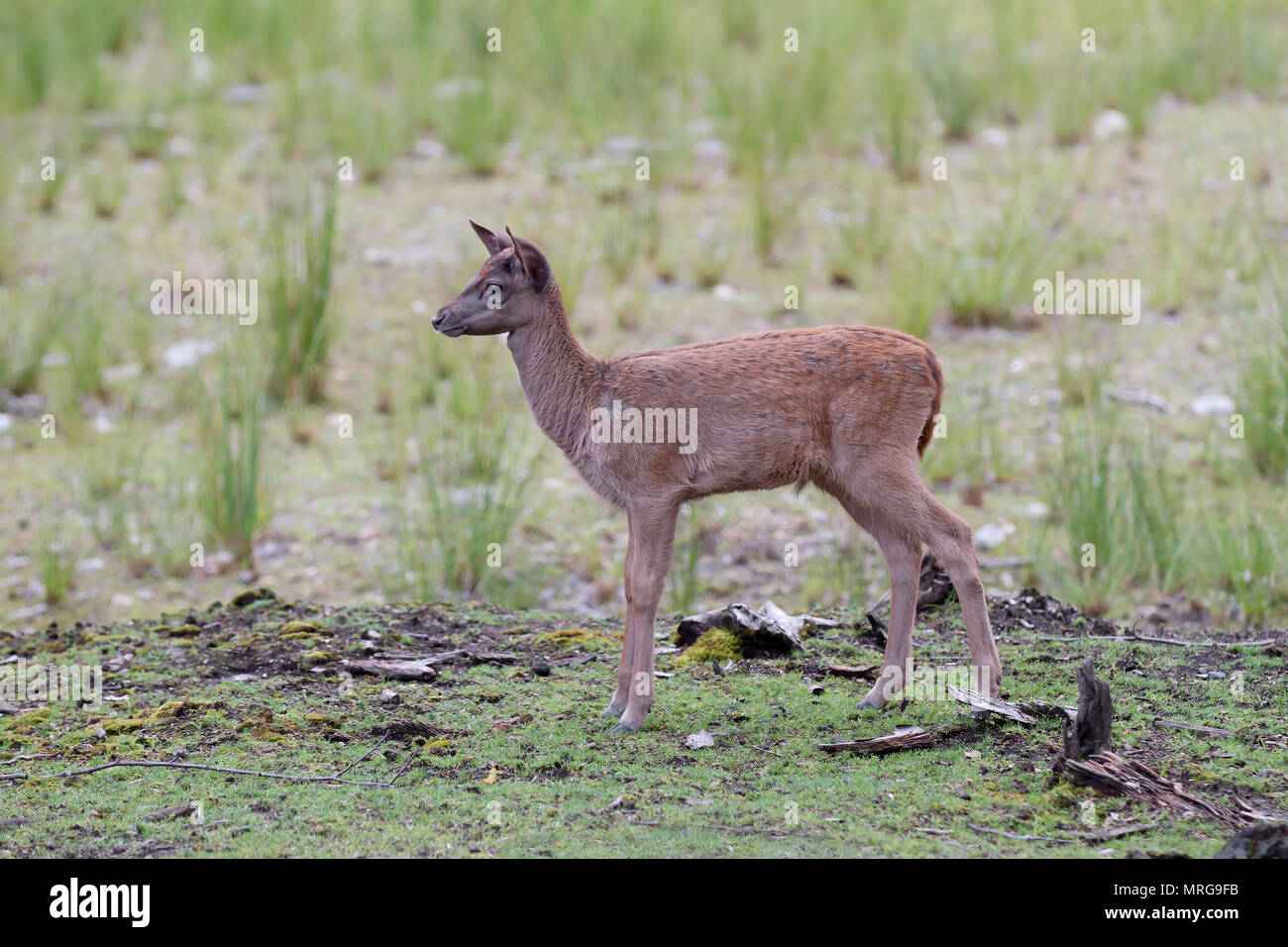 Red Deer Fawn in piedi in un prato erboso in Canada Foto Stock
