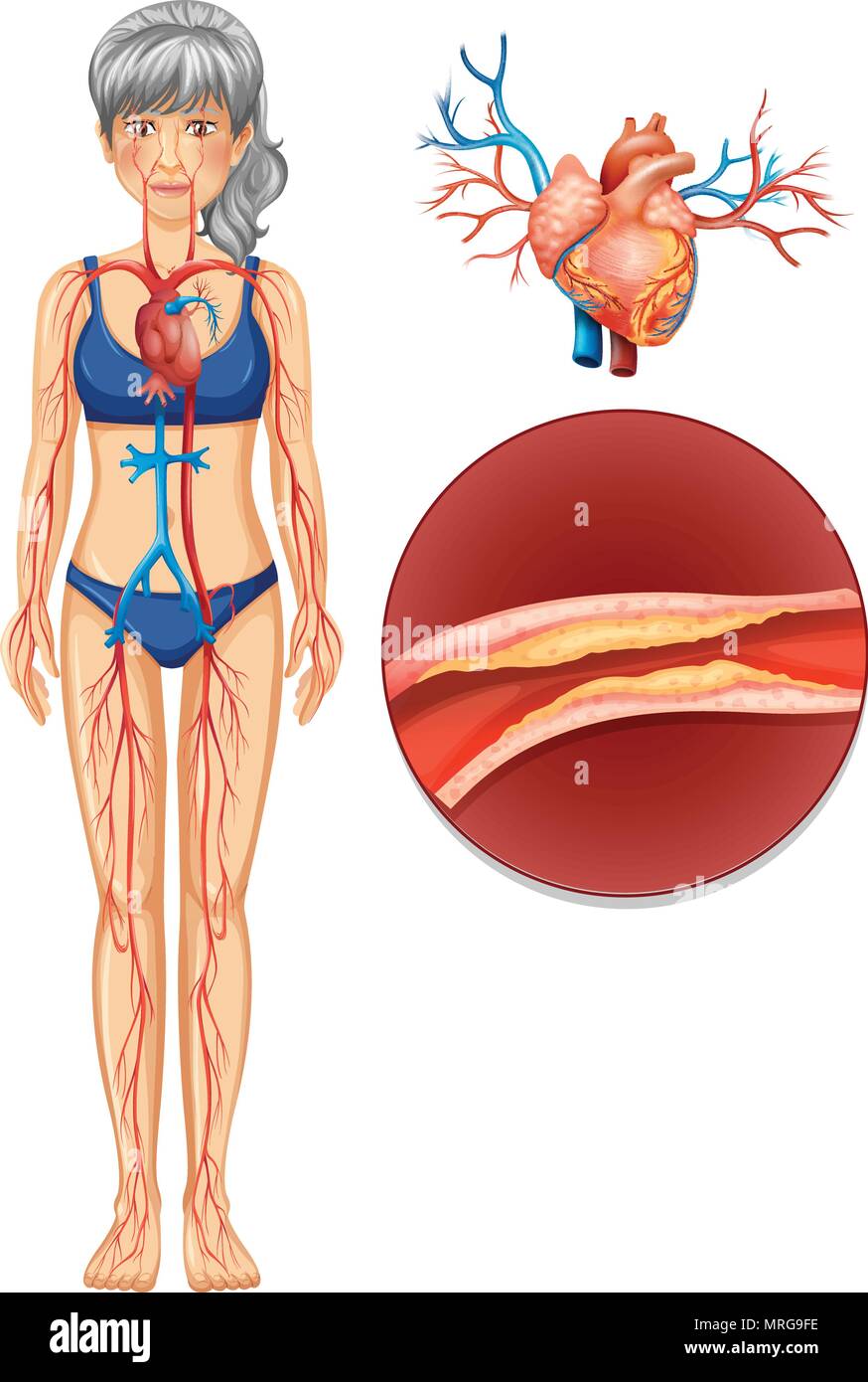 Il sistema vascolare umano illustrazione Illustrazione Vettoriale