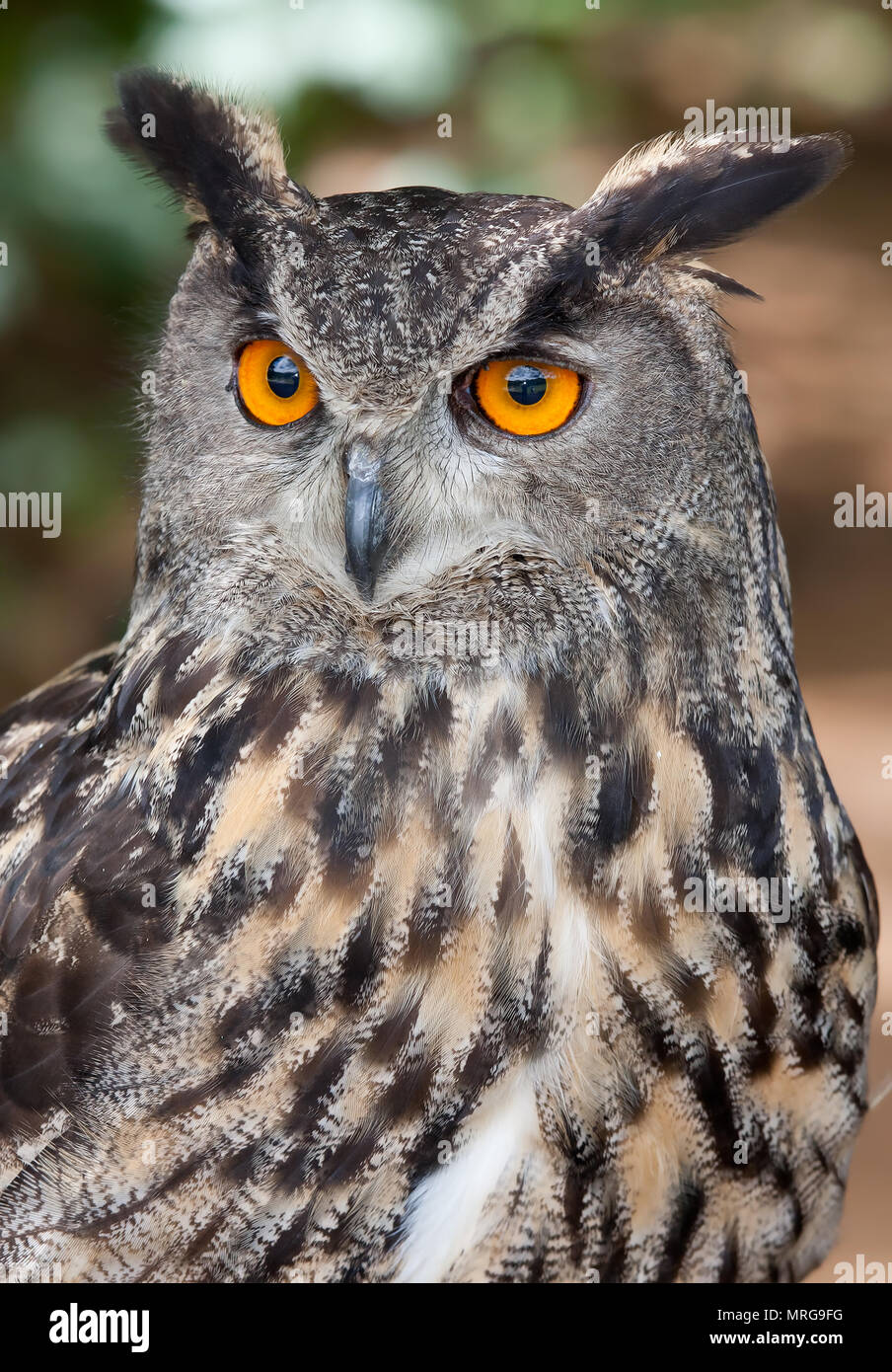 Gufo reale closeup in primavera in Canada Foto Stock